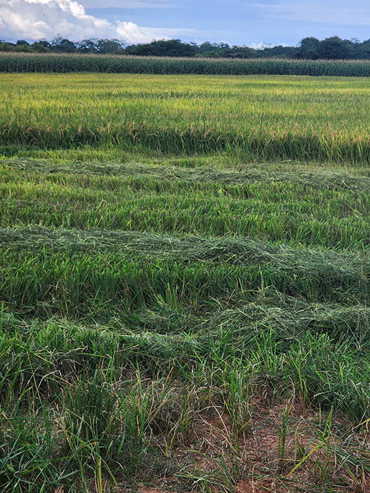 Rice field harvested. Full image view opens in a new window.